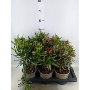 Nerium oleander   ...