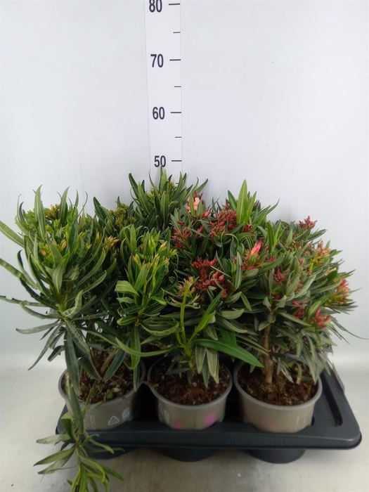 <h4>Nerium oleander   ...</h4>