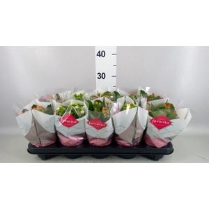 Kalanchoe blos. ..mix 6