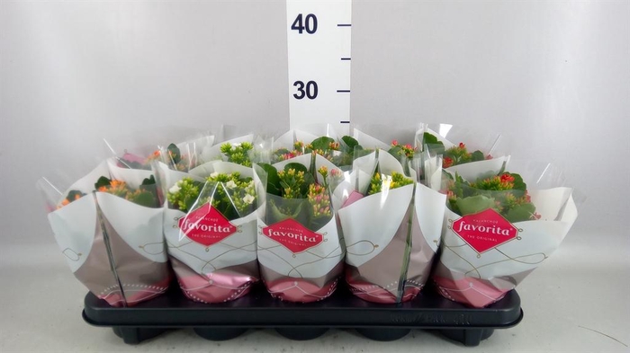 <h4>Kalanchoe blos.   ..mix 6</h4>