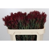 Leucadendron Blush Spray