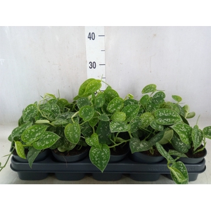 Scindapsus pictus 'Argyraeus'