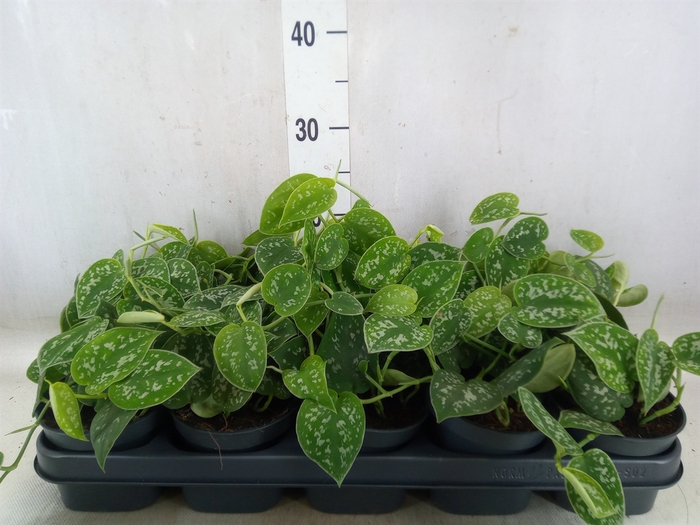 <h4>Scindapsus pictus 'Argyraeus'</h4>