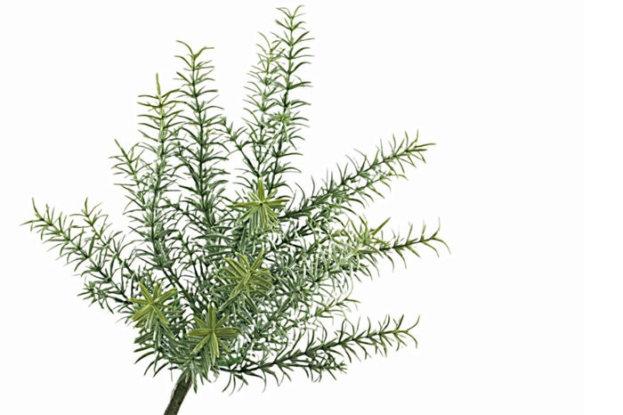 <h4>Rosemarijn Bush Green</h4>