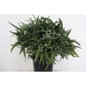 EUC BOULE LEAVES 300GR