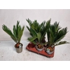 Cycas Revoluta 6+