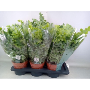 Phlebodium aureum 'Davana'