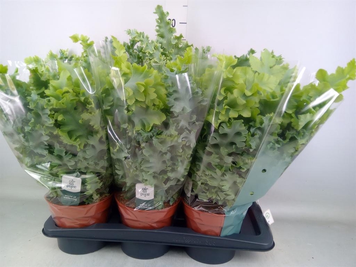 <h4>Phlebodium aureum 'Davana'</h4>