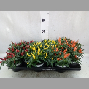 Capsicum annuum 'Favorit'   ...mix