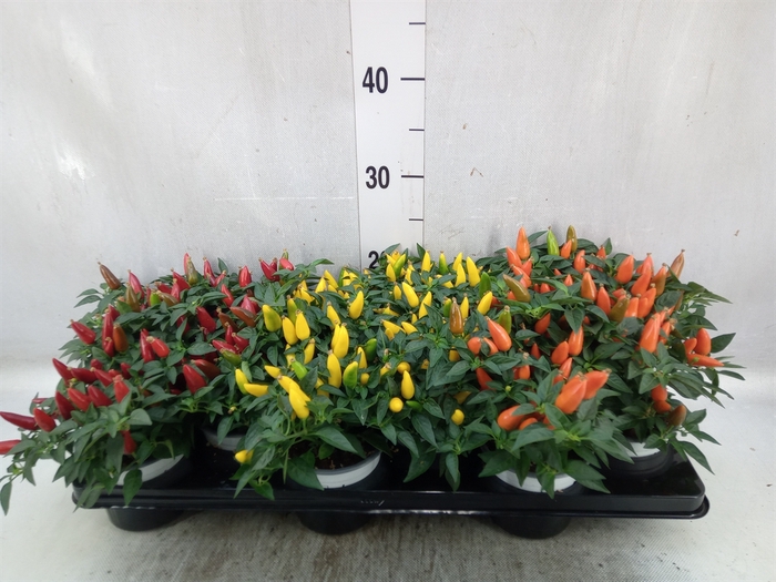 <h4>Capsicum annuum 'Favorit'   ...mix</h4>