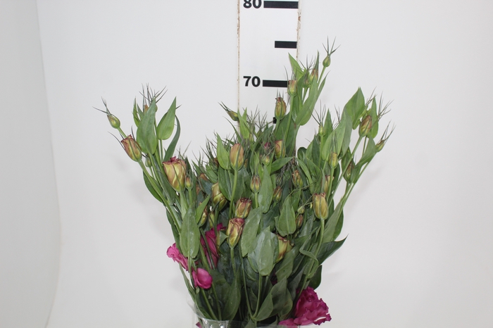 <h4>LISIANTHUS NIGHTINGALE 050 CM MIN 500 GRAMAS VINHO</h4>