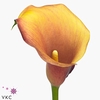 Zantedeschia captain odeon