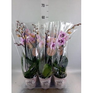 Phalaenopsis   ...