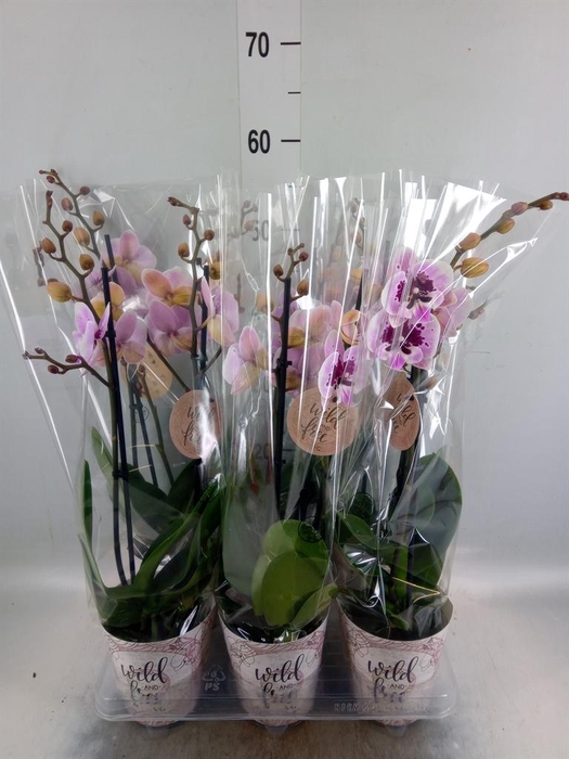 <h4>Phalaenopsis   ...</h4>