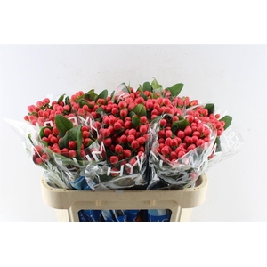 Hyp Coco Tango Red