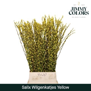 Salix Katjes L120 Yellow