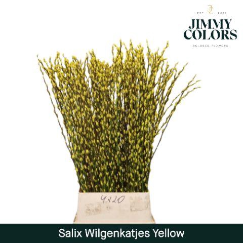 <h4>Salix Katjes L120 Yellow</h4>