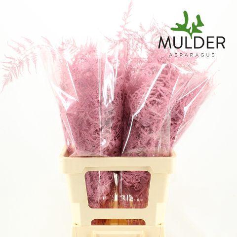 <h4>Asp Extra Klb Pink</h4>