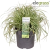 Carex hachijoensis 'Evergold' P14