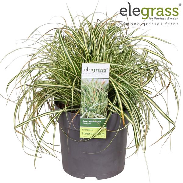 Carex hachijoensis 'Evergold' P14