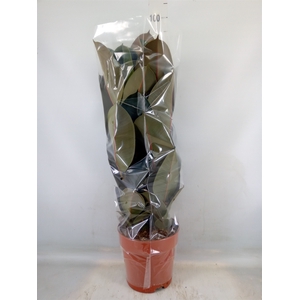 Ficus elastica 'Abidjan'