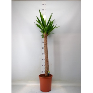 Yucca elephantipes   ...