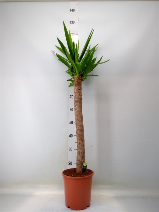 <h4>Yucca elephantipes   ...</h4>