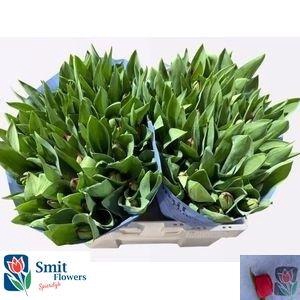 <h4>TU EN CURRY</h4>