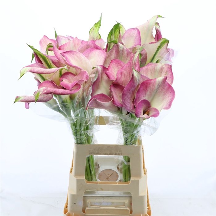 <h4>Calla Denver | Dubbelbloemig</h4>