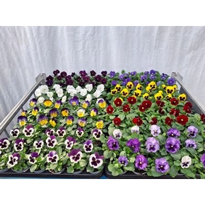 Vio Wi Delta Gem Mixk 1 Kleur Per Tray