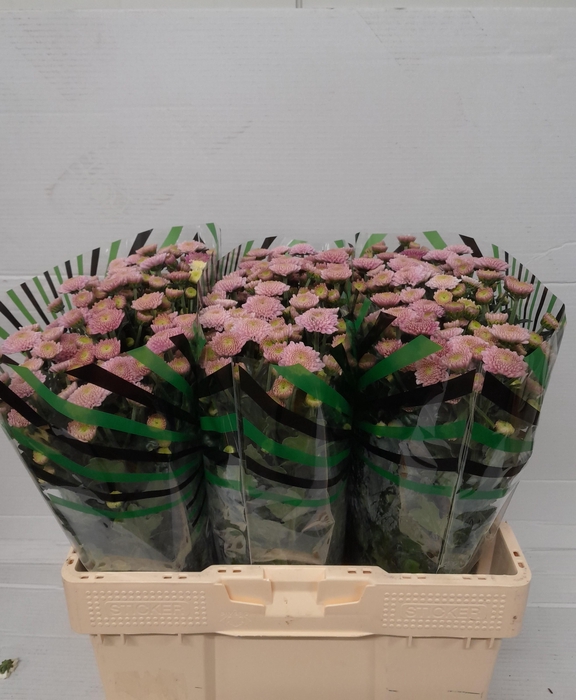 <h4>Chr S Ellison Sweet</h4>