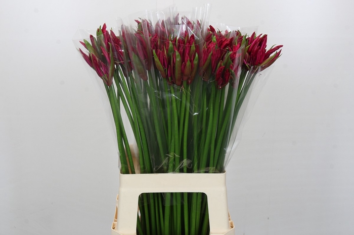 <h4>Nerine Mr John</h4>