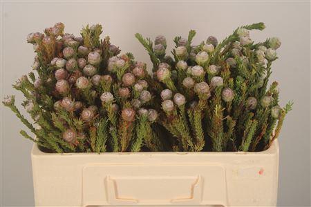 <h4>Kaaps Groen</h4>