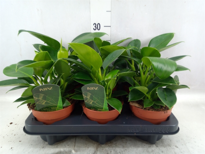 <h4>Philodendron  'Green Princess'</h4>