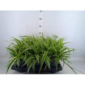 Chlorophytum com. 'Ocean'