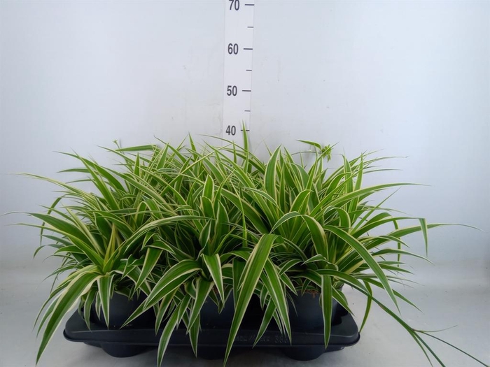 <h4>Chlorophytum com. 'Ocean'</h4>