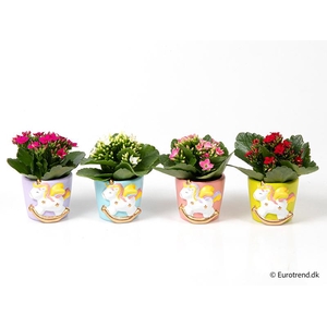 KALANCHOE BLOSSF p6 E 4564