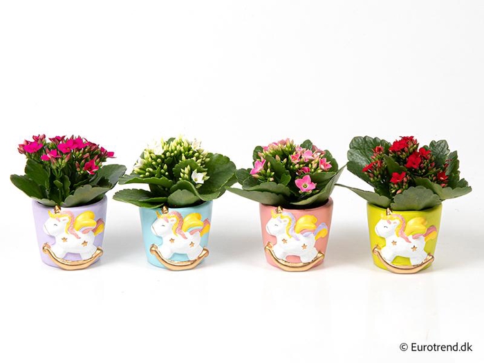 <h4>KALANCHOE BLOSSF p6 E 4564</h4>