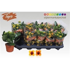 KALANCHOE TIGER MIX