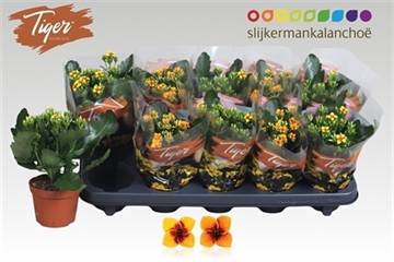 <h4>KALANCHOE TIGER MIX</h4>
