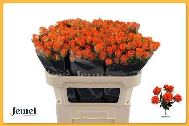 <h4>R TR PICANTO</h4>