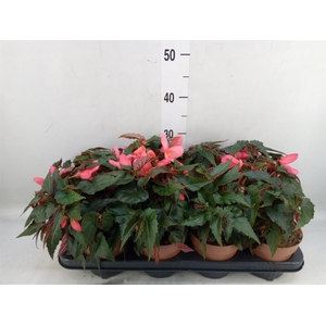 Begonia boliv. 'Angel Pink'