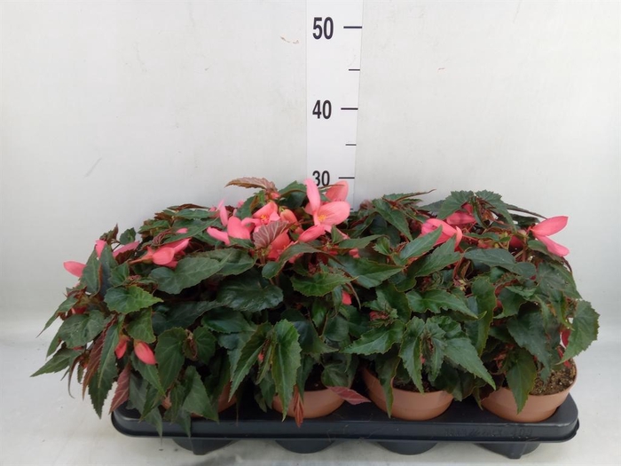 <h4>Begonia boliv. 'Angel Pink'</h4>