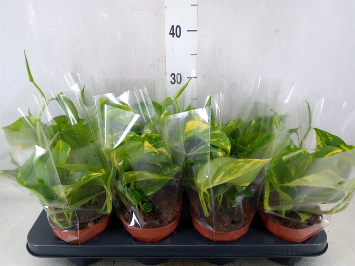<h4>Epipremnum pinn. 'Aureum'</h4>