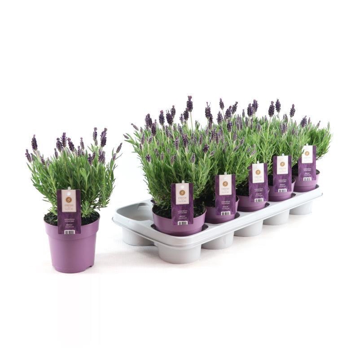 <h4>Lavandula st. 'Anouk'® Collection P12</h4>