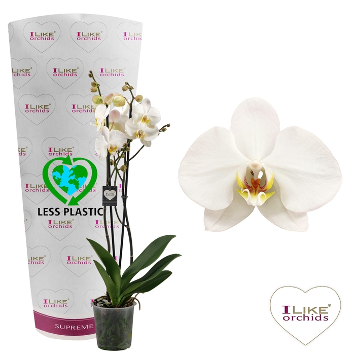 <h4>Phalaenopsis London - 2 tak 80cm (Less Plastic)</h4>