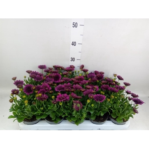 Osteospermum  'FlowPow Dbl Purple'