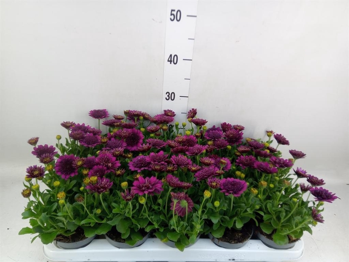 <h4>Osteospermum 'FlowPow Dbl Purple'</h4>