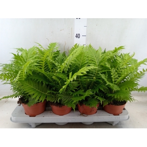 Blechnum gibbum 'Silver Lady'