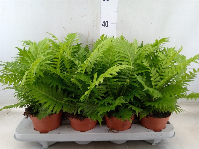 <h4>Blechnum gibbum 'Silver Lady'</h4>